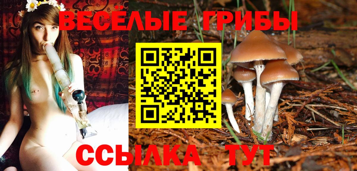 Псилоцибиновые грибы прущие грибы  Вход с VPN  купить   Ленинск-Кузнецкий  Псилоцибиновые грибы Cubensis 